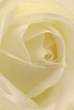 The image envelopes you in the intimate heart of a cream-white rose, as though you are cradled within its petals on a peaceful Queen's Park morning. Each soft, almost weightless fold unfurls gracefully, layered in gentle spirals that draw the eye inward and invite the fingertips to imagine the velvety coolness of each petal. Subdued natural light from a typical North London sky plays across the ivory tones, creating delicate shadows and a sense of depth and serenity. There is a profound calm in this composition-the type of tranquility one might discover during a solitary walk along Queen's Park Avenue or in a quiet moment remembered after a meaningful gesture. The rose's flawless concealment of its core and the perfect arrangement of its outer, nearly transparent petals hint at resilience and care, making it the purest symbol for expressing sympathy, admiration, or marking a cherished new chapter. A barely-there sweetness lingers, imagined as the gentle fragrance unique to expertly arranged, hand-delivered Queen's Park bouquets. The close framing highlights not just the flower itself, but the intimacy and skill involved, ensuring every sentiment is conveyed with understated elegance and deep local authenticity.